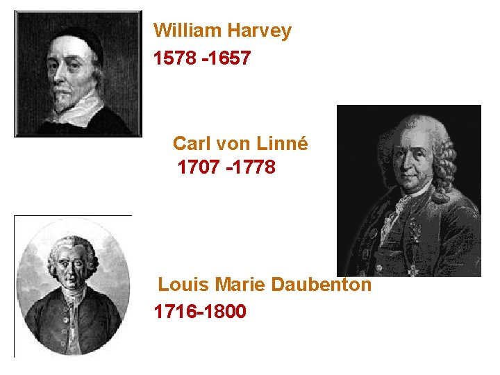 William Harvey 1578 -1657 Carl von Linné 1707 -1778 Louis Marie Daubenton 1716 -1800