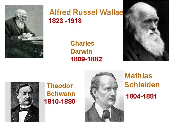 Alfred Russel Wallae 1823 -1913 Charles Darwin 1809 -1882 Theodor Schwann 1810 -1880 Mathias