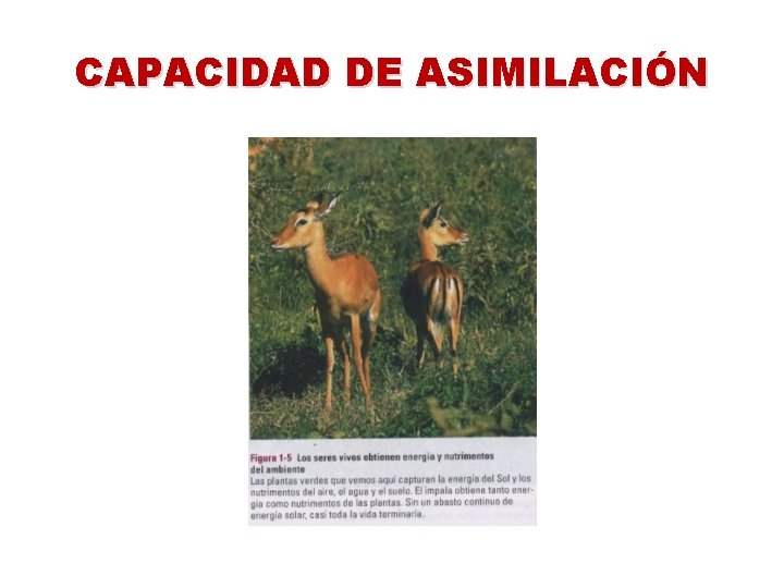 CAPACIDAD DE ASIMILACIÓN 