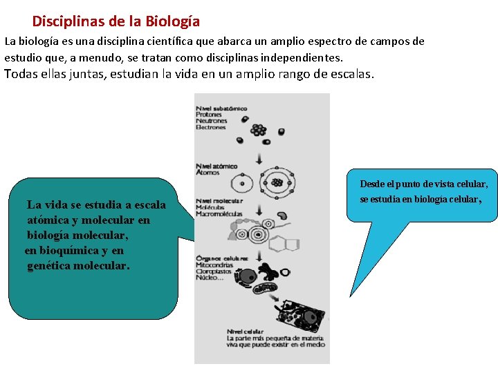 Disciplinas de la Biología La biología es una disciplina científica que abarca un amplio