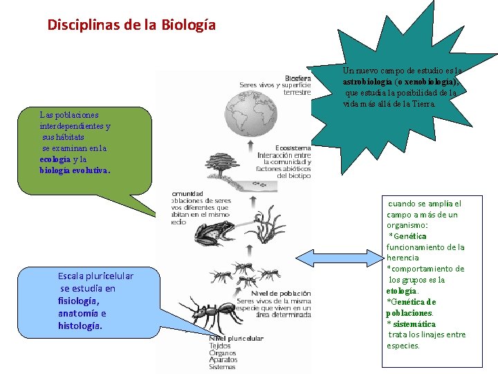 Disciplinas de la Biología Un nuevo campo de estudio es la astrobiología (o xenobiología),