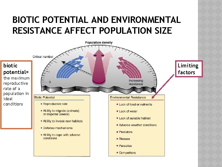 BIOTIC POTENTIAL AND ENVIRONMENTAL RESISTANCE AFFECT POPULATION SIZE biotic potential= the maximum reproductive rate