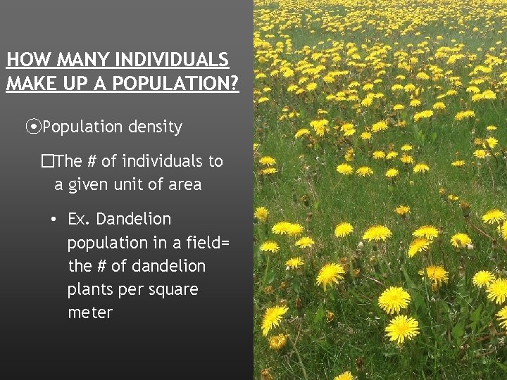 HOW MANY INDIVIDUALS MAKE UP A POPULATION? ⦿Population density �The # of individuals to