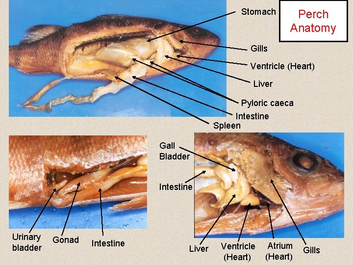 Stomach Perch Anatomy Gills Ventricle (Heart) Liver Pyloric caeca Intestine Spleen Gall Bladder Intestine