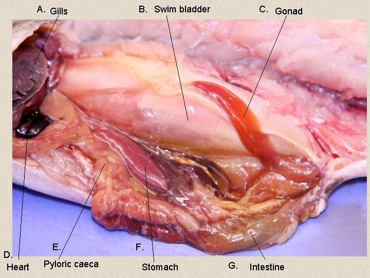 A. Gills D. Heart E. Pyloric caeca B. Swim bladder C. Gonad F. Stomach