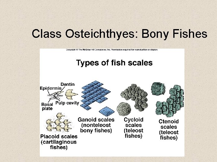 Class Osteichthyes: Bony Fishes 
