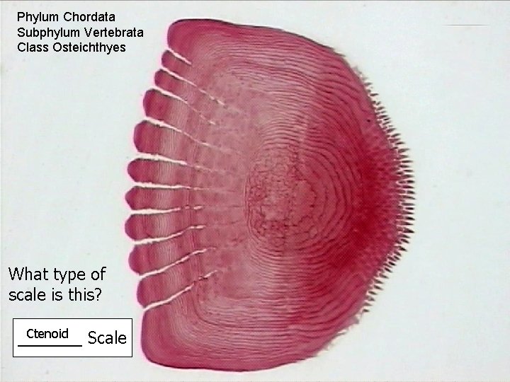 Phylum Chordata Subphylum Vertebrata Class Osteichthyes What type of scale is this? Ctenoid Scale