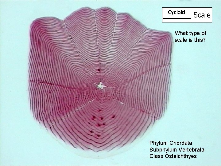 Cycloid Scale Cycloid _______ Scale What type of scale is this? Phylum Chordata Subphylum