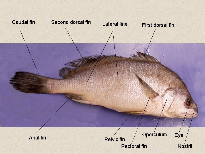 Caudal fin Anal fin Second dorsal fin Lateral line First dorsal fin Operculum Pelvic