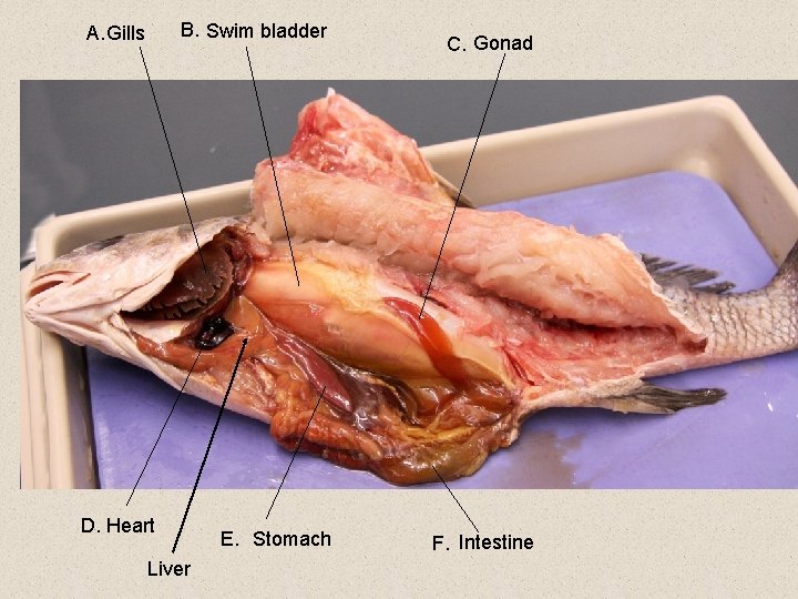 B. Swim bladder A. Gills D. Heart Liver E. Stomach C. Gonad F. Intestine