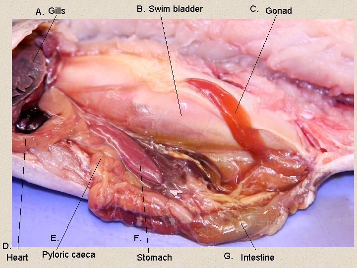 A. Gills D. Heart E. Pyloric caeca B. Swim bladder C. Gonad F. Stomach