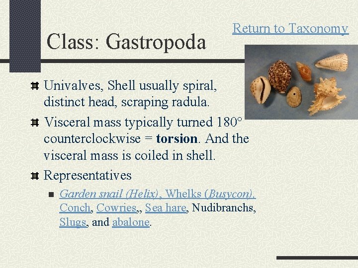 Class: Gastropoda Return to Taxonomy Univalves, Shell usually spiral, distinct head, scraping radula. Visceral