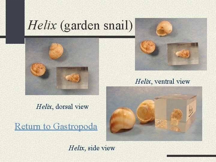 Helix (garden snail) Helix, ventral view Helix, dorsal view Return to Gastropoda Helix, side
