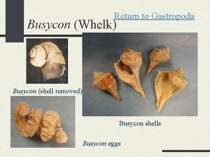 Return to Gastropoda Busycon (Whelk) Busycon (shell removed) Busycon shells Busycon eggs 