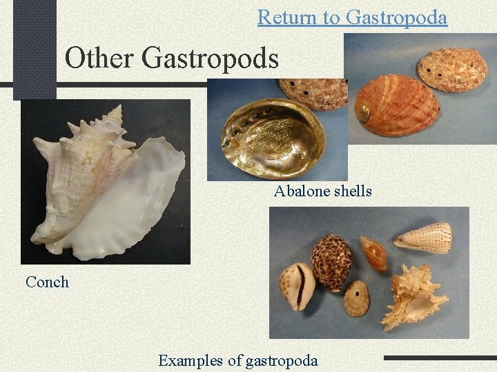 Return to Gastropoda Other Gastropods Abalone shells Conch Examples of gastropoda 