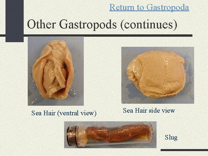 Return to Gastropoda Other Gastropods (continues) Sea Hair (ventral view) Sea Hair side view