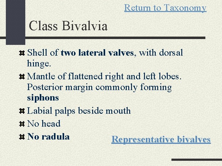 Return to Taxonomy Class Bivalvia Shell of two lateral valves, with dorsal hinge. Mantle