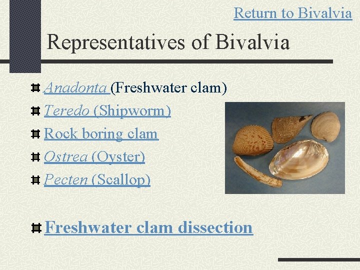 Return to Bivalvia Representatives of Bivalvia Anadonta (Freshwater clam) Teredo (Shipworm) Rock boring clam