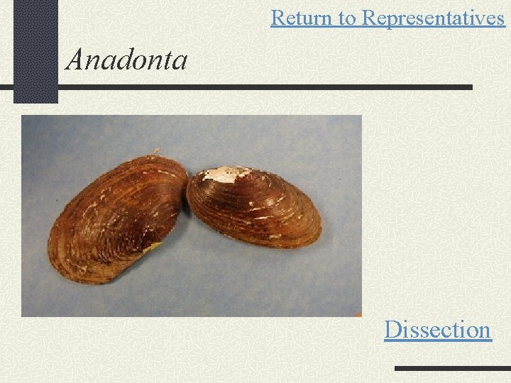 Return to Representatives Anadonta Dissection 