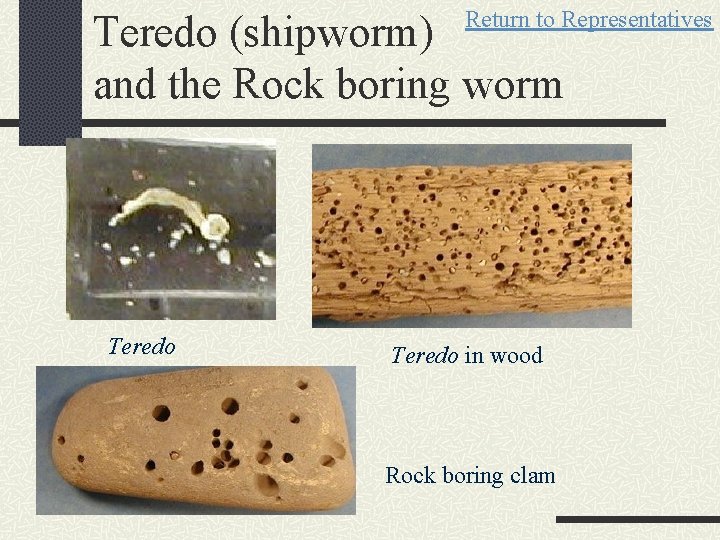 Return to Representatives Teredo (shipworm) and the Rock boring worm Teredo in wood Rock