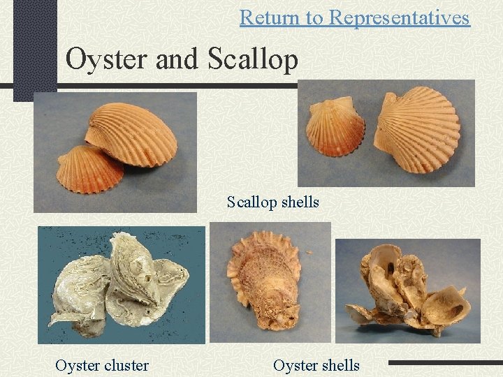 Return to Representatives Oyster and Scallop shells Oyster cluster Oyster shells 