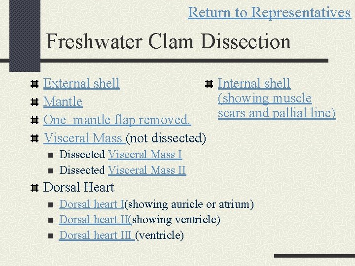 Return to Representatives Freshwater Clam Dissection External shell Internal shell (showing muscle Mantle scars