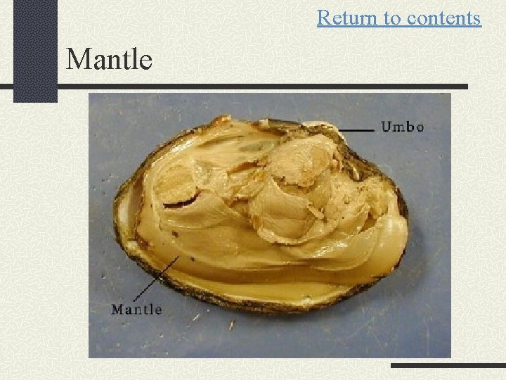 Return to contents Mantle 