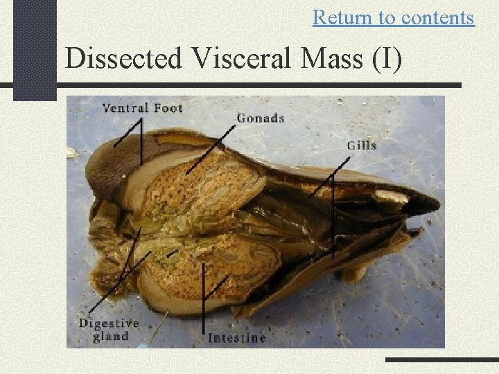 Return to contents Dissected Visceral Mass (I) 