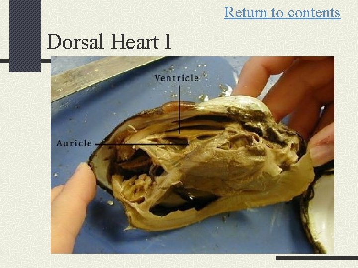 Return to contents Dorsal Heart I 