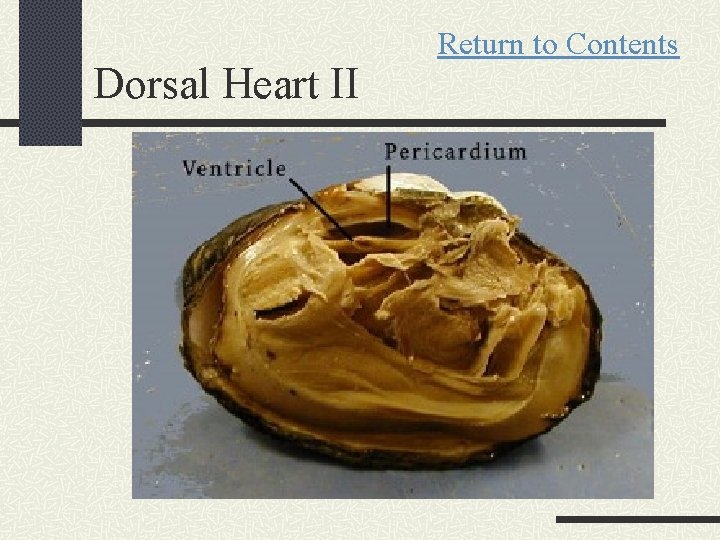 Dorsal Heart II Return to Contents 