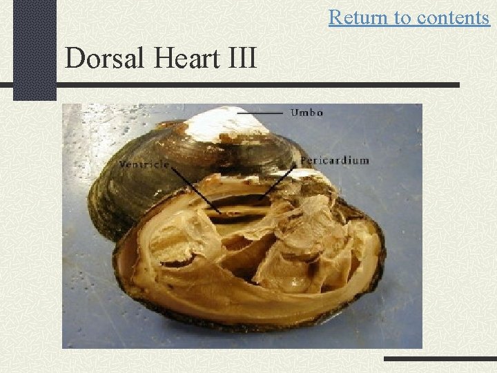 Return to contents Dorsal Heart III 