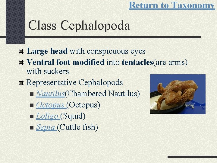 Return to Taxonomy Class Cephalopoda Large head with conspicuous eyes Ventral foot modified into