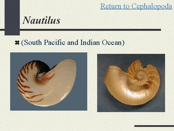 Return to Cephalopoda Nautilus (South Pacific and Indian Ocean) 