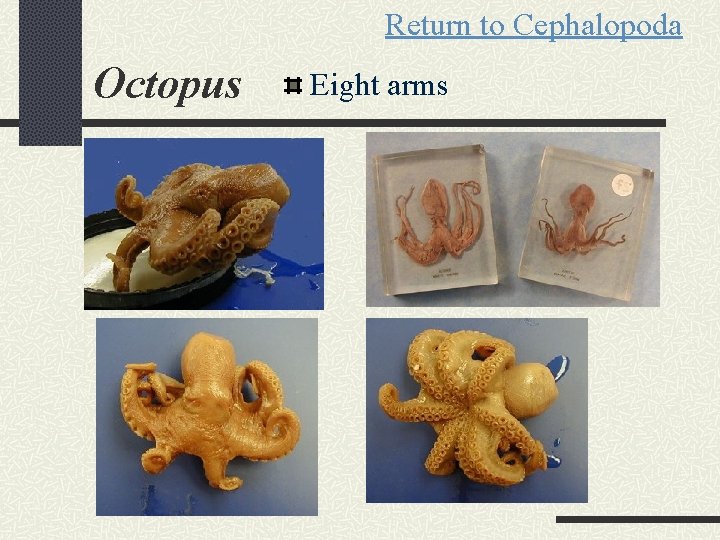 Return to Cephalopoda Octopus Eight arms 