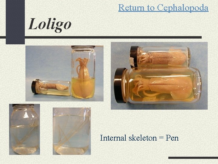 Return to Cephalopoda Loligo Internal skeleton = Pen 