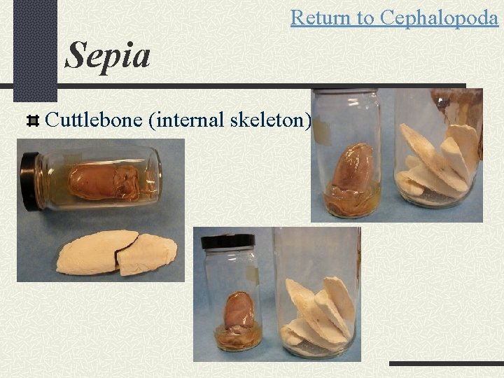 Return to Cephalopoda Sepia Cuttlebone (internal skeleton) 