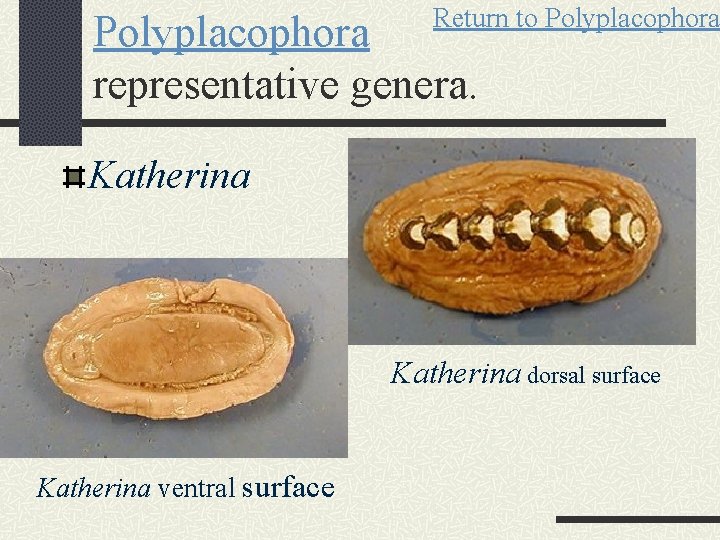 Return to Polyplacophora representative genera. Katherina dorsal surface Katherina ventral surface 