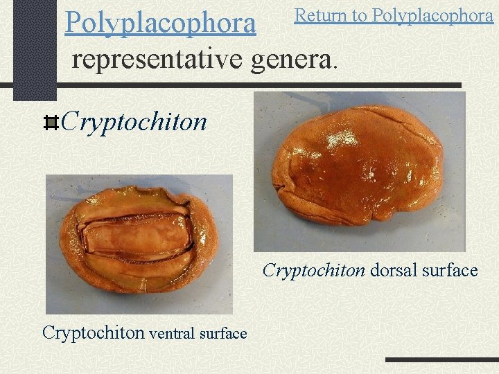 Return to Polyplacophora representative genera. Cryptochiton dorsal surface Cryptochiton ventral surface 
