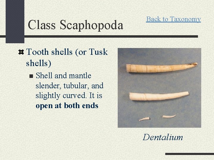 Class Scaphopoda Back to Taxonomy Tooth shells (or Tusk shells) n Shell and mantle