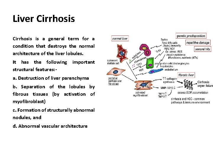 Liver Cirrhosis is a general term for a condition that destroys the normal architecture