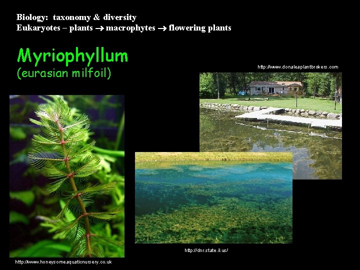 Biology: taxonomy & diversity Eukaryotes – plants macrophytes flowering plants Myriophyllum (eurasian milfoil) http: