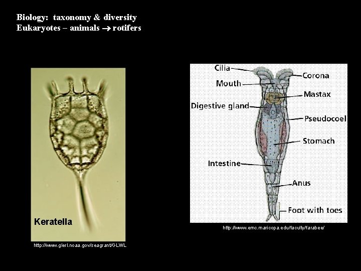 Biology: taxonomy & diversity Eukaryotes – animals rotifers Keratella http: //www. glerl. noaa. gov/seagrant/GLWL