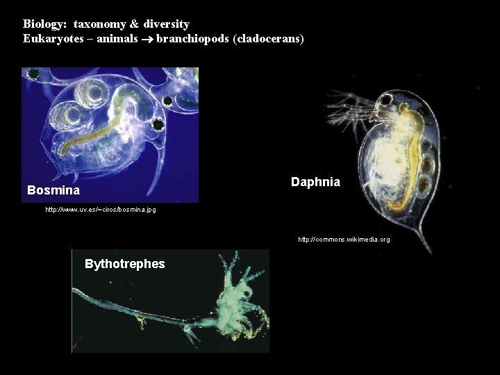 Biology: taxonomy & diversity Eukaryotes – animals branchiopods (cladocerans) Daphnia Bosmina http: //www. uv.