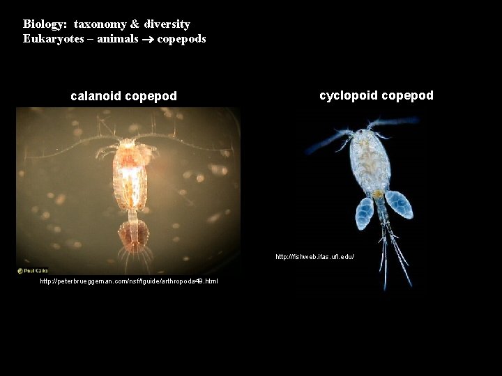 Biology: taxonomy & diversity Eukaryotes – animals copepods calanoid copepod cyclopoid copepod http: //fishweb.
