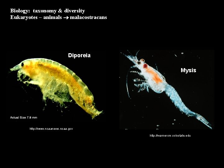 Biology: taxonomy & diversity Eukaryotes – animals malacostracans Diporeia Mysis http: //www. noaanews. noaa.
