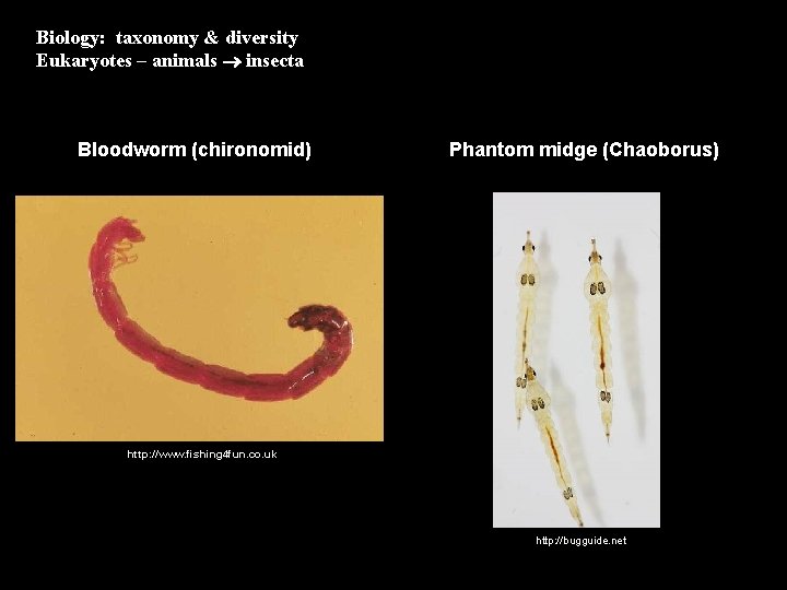 Biology: taxonomy & diversity Eukaryotes – animals insecta Bloodworm (chironomid) Phantom midge (Chaoborus) http: