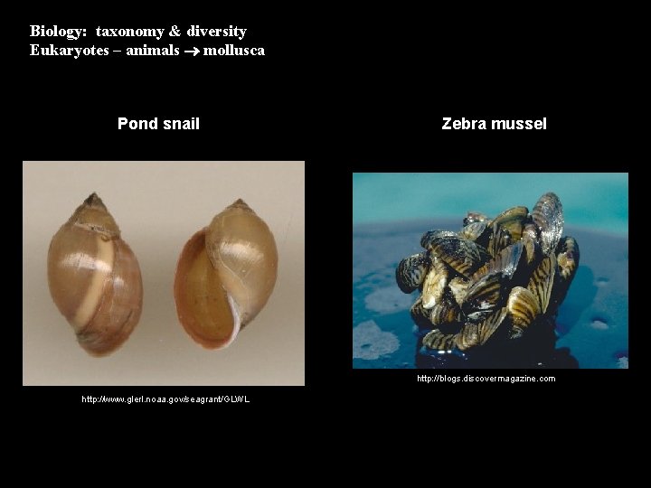 Biology: taxonomy & diversity Eukaryotes – animals mollusca Pond snail Zebra mussel http: //blogs.