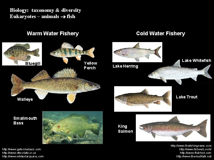 Biology: taxonomy & diversity Eukaryotes – animals fish Cold Water Fishery Warm Water Fishery