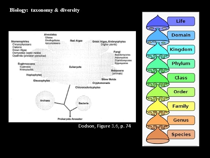 Biology: taxonomy & diversity Dodson, Figure 3. 6, p. 74 