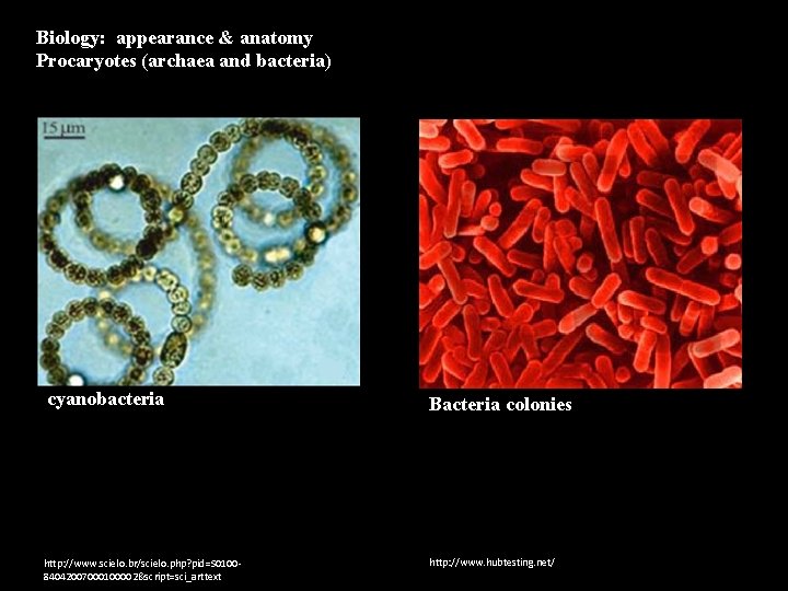 Biology: appearance & anatomy Procaryotes (archaea and bacteria) cyanobacteria Bacteria colonies http: //www. scielo.